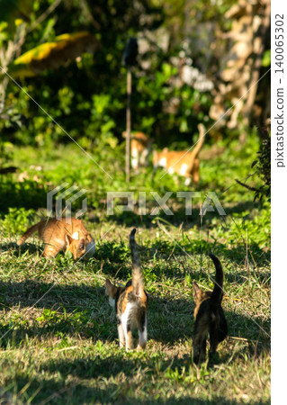 Orange cats in the lawn; they use the height of the grass to camouflage themselves and observe prey. 140065302