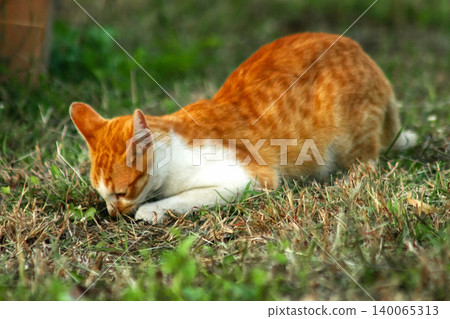 Orange cats in the lawn; they use the height of the grass to camouflage themselves and observe prey. Orange cats in the lawn; they use the height of the grass to camouflage themselves and observe prey. 140065313