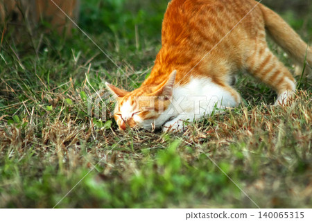 Orange cats in the lawn; they use the height of the grass to camouflage themselves and observe prey. Orange cats in the lawn; they use the height of the grass to camouflage themselves and observe prey. 140065315