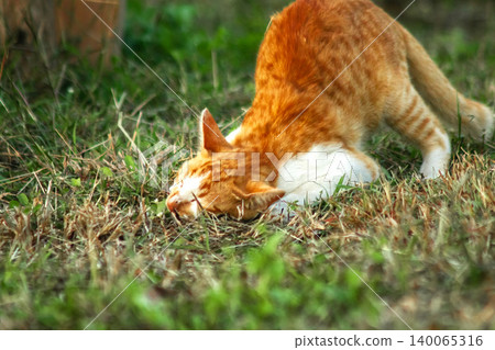 Orange cats in the lawn; they use the height of the grass to camouflage themselves and observe prey. Orange cats in the lawn; they use the height of the grass to camouflage themselves and observe prey. 140065316