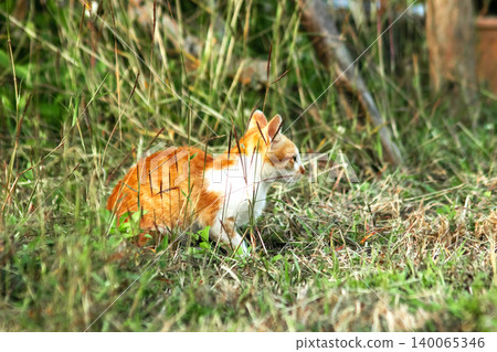 Orange cats in the lawn; they use the height of the grass to camouflage themselves and observe prey. 140065346