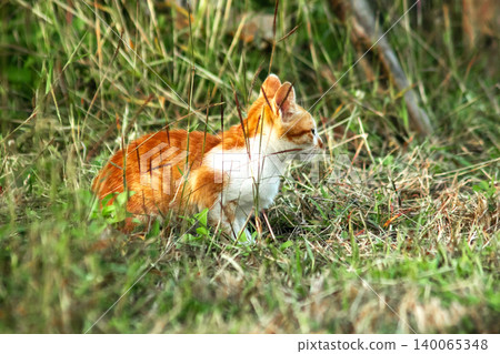 Orange cats in the lawn; they use the height of the grass to camouflage themselves and observe prey. Orange cats in the lawn; they use the height of the grass to camouflage themselves and observe prey. 140065348