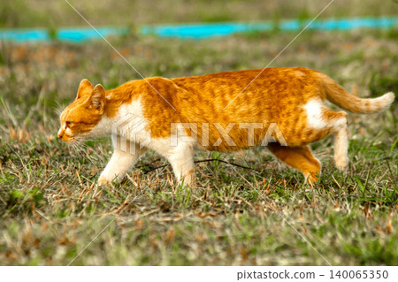 Orange cats in the lawn; they use the height of the grass to camouflage themselves and observe prey. Orange cats in the lawn; they use the height of the grass to camouflage themselves and observe prey. 140065350
