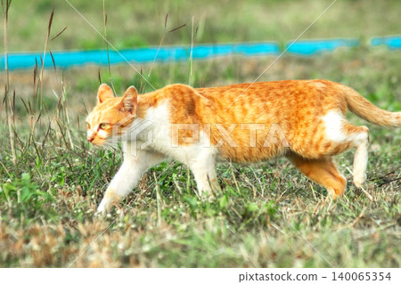 Orange cats in the lawn; they use the height of the grass to camouflage themselves and observe prey. Orange cats in the lawn; they use the height of the grass to camouflage themselves and observe prey. 140065354