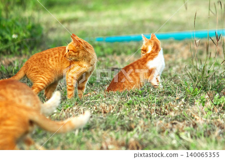 Orange cats in the lawn; they use the height of the grass to camouflage themselves and observe prey. Orange cats in the lawn; they use the height of the grass to camouflage themselves and observe prey. 140065355