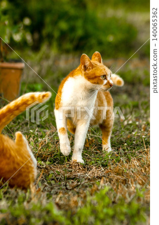 Orange cats in the lawn; they use the height of the grass to camouflage themselves and observe prey. Orange cats in the lawn; they use the height of the grass to camouflage themselves and observe prey. 140065362
