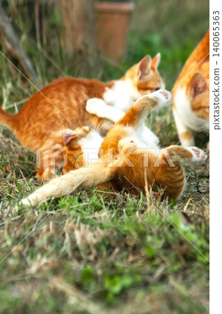 Orange cats in the lawn; they use the height of the grass to camouflage themselves and observe prey. Orange cats in the lawn; they use the height of the grass to camouflage themselves and observe prey. 140065363