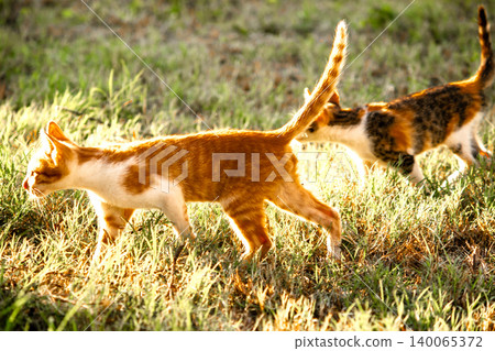 Orange cats in the lawn; they use the height of the grass to camouflage themselves and observe prey. 140065372