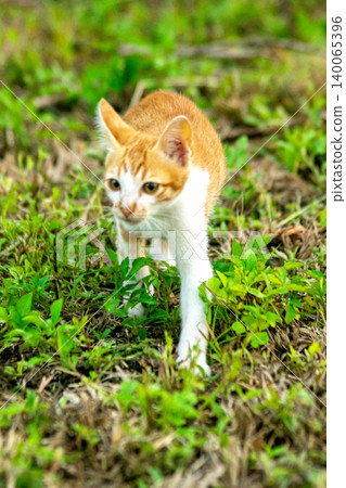 Orange cats are in the grass Orange cats are in the grass 140065396