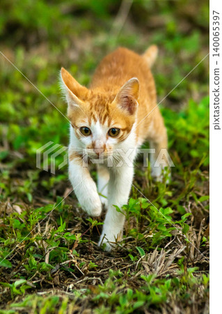 Orange cats are in the grass 140065397
