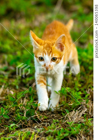 Orange cats are in the grass Orange cats are in the grass 140065398