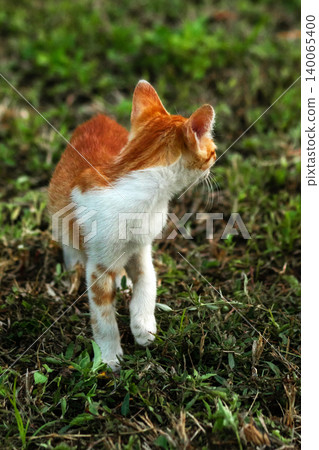 Orange cats are in the grass 140065400