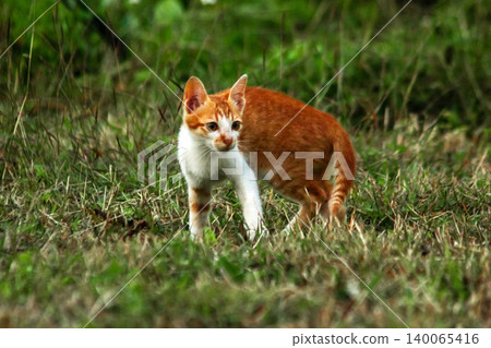 Orange cats are in the grass Orange cats are in the grass 140065416