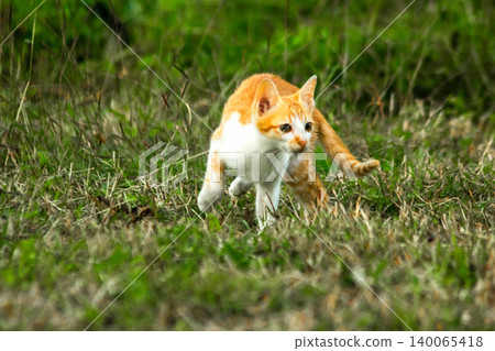 Orange cats are in the grass Orange cats are in the grass 140065418