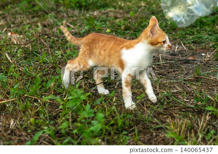 Orange cats are in the grass Orange cats are in the grass 140065437