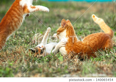 Orange cats are in the grass 140065454