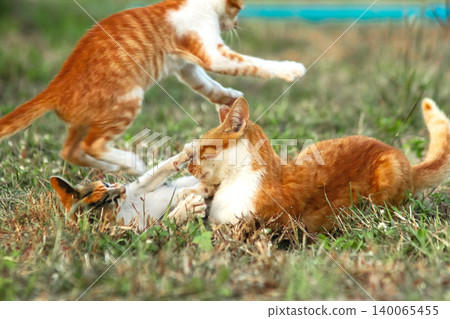 Orange cats are in the grass Orange cats are in the grass 140065455