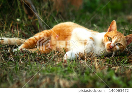 Orange cats are in the grass Orange cats are in the grass 140065472