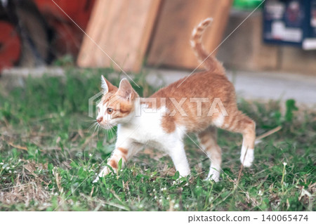 Orange cats are in the grass Orange cats are in the grass 140065474