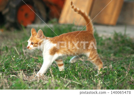 Orange cats are in the grass 140065478