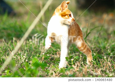 Orange cats are in the grass Orange cats are in the grass 140065480