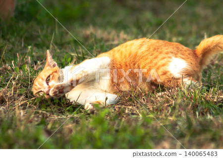 Orange cats are in the grass Orange cats are in the grass 140065483