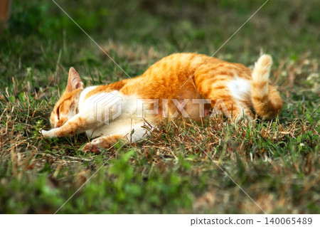 Orange cats are in the grass Orange cats are in the grass 140065489