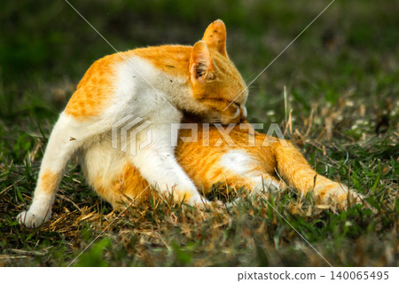 Orange cats are in the grass Orange cats are in the grass 140065495