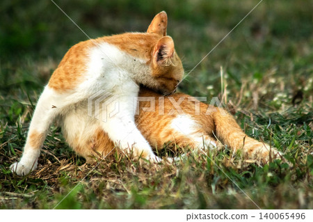 Orange cats are in the grass Orange cats are in the grass 140065496