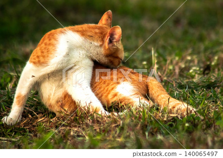 Orange cats are in the grass Orange cats are in the grass 140065497