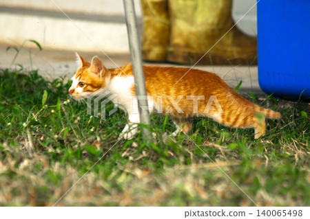 Orange cats are in the grass Orange cats are in the grass 140065498