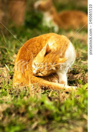 Orange cats in the lawn; they use the height of the grass to camouflage themselves and observe prey. Orange cats in the lawn; they use the height of the grass to camouflage themselves and observe prey. 140065510