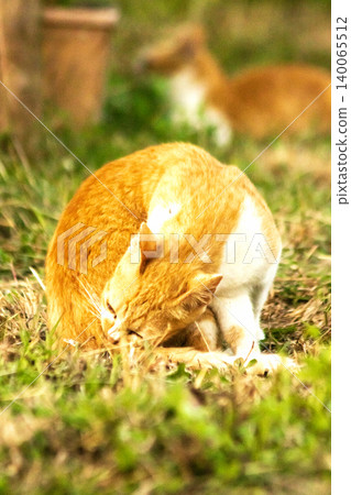 Orange cats in the lawn; they use the height of the grass to camouflage themselves and observe prey. Orange cats in the lawn; they use the height of the grass to camouflage themselves and observe prey. 140065512