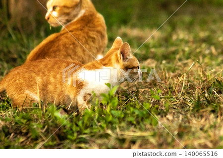 Orange cats in the lawn; they use the height of the grass to camouflage themselves and observe prey. Orange cats in the lawn; they use the height of the grass to camouflage themselves and observe prey. 140065516