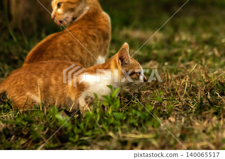 Orange cats in the lawn; they use the height of the grass to camouflage themselves and observe prey. Orange cats in the lawn; they use the height of the grass to camouflage themselves and observe prey. 140065517