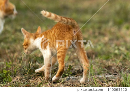 Orange cats in the lawn; they use the height of the grass to camouflage themselves and observe prey. 140065520