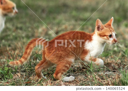 Orange cats in the lawn; they use the height of the grass to camouflage themselves and observe prey. 140065524