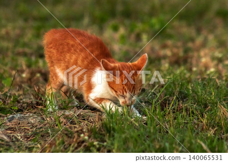 Orange cats in the lawn; they use the height of the grass to camouflage themselves and observe prey. Orange cats in the lawn; they use the height of the grass to camouflage themselves and observe prey. 140065531