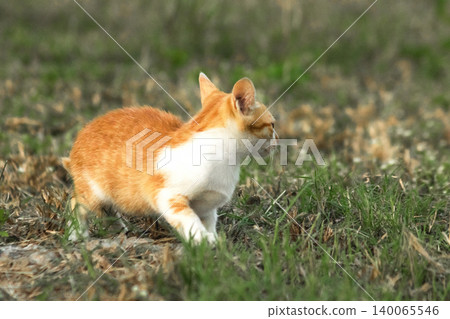 Orange cats in the lawn; they use the height of the grass to camouflage themselves and observe prey. 140065546