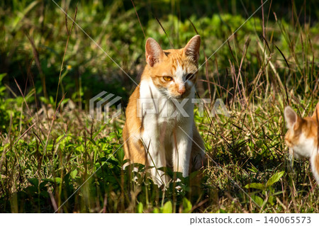 Orange cats in the lawn; they use the height of the grass to camouflage themselves and observe prey. Orange cats in the lawn; they use the height of the grass to camouflage themselves and observe prey. 140065573