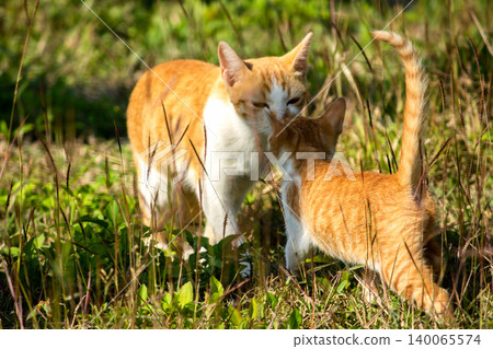 Orange cats in the lawn; they use the height of the grass to camouflage themselves and observe prey. Orange cats in the lawn; they use the height of the grass to camouflage themselves and observe prey. 140065574