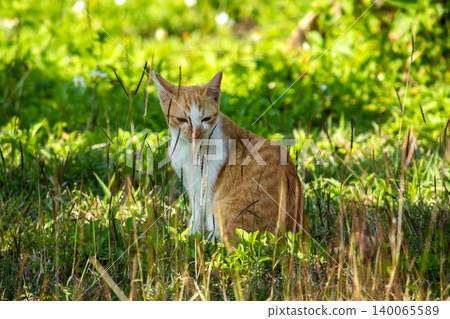 Orange cats in the lawn; they use the height of the grass to camouflage themselves and observe prey. Orange cats in the lawn; they use the height of the grass to camouflage themselves and observe prey. 140065589