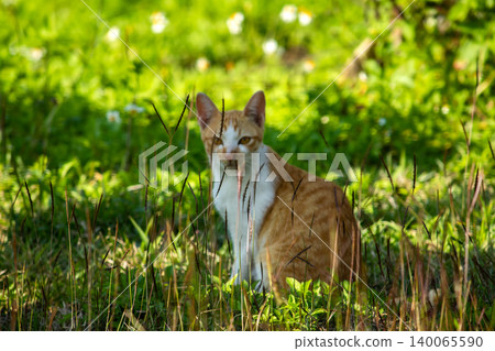 Orange cats in the lawn; they use the height of the grass to camouflage themselves and observe prey. Orange cats in the lawn; they use the height of the grass to camouflage themselves and observe prey. 140065590