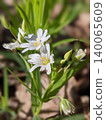 Greater stitchwort flowers blooming in spring forest 140065609