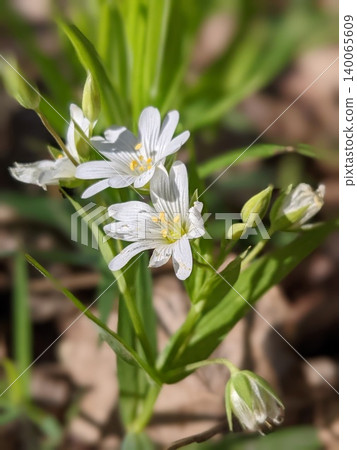 Greater stitchwort flowers blooming in spring forest Greater stitchwort flowers blooming in spring forest 140065609