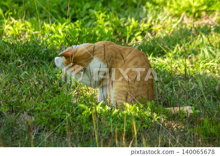 Orange cats are in the grass. Orange cats are in the grass. 140065678