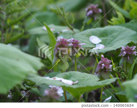 Spring flower Spring flower 140065684