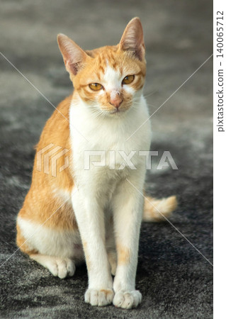 An orange cat gazing calmly indicates alertness and observation. An orange cat gazing calmly indicates alertness and observation. 140065712