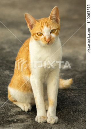 An orange cat gazing calmly indicates alertness and observation. An orange cat gazing calmly indicates alertness and observation. 140065713