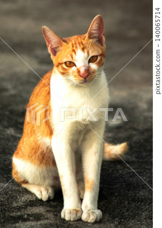 An orange cat gazing calmly indicates alertness and observation. An orange cat gazing calmly indicates alertness and observation. 140065714